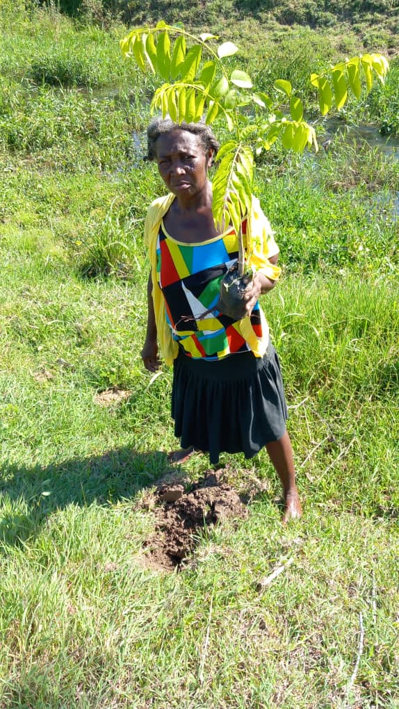 A woman planting a sapling in a freshly turned plot.